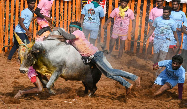 Important decision of the Supreme Court: Legal validity of Jallikattu remains intact, Tamil Nadu government's rules are recognized